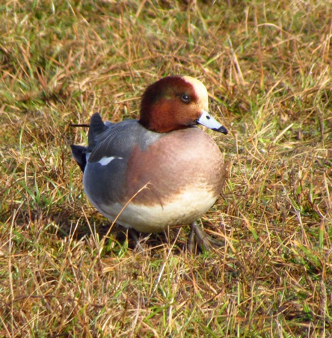 Eurasian Wigeon (male)