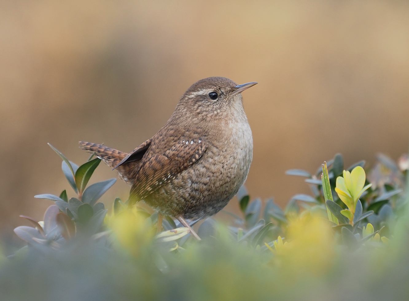 Eurasian Wren