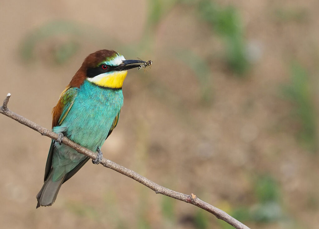 European Bee-eater with Hoverfly