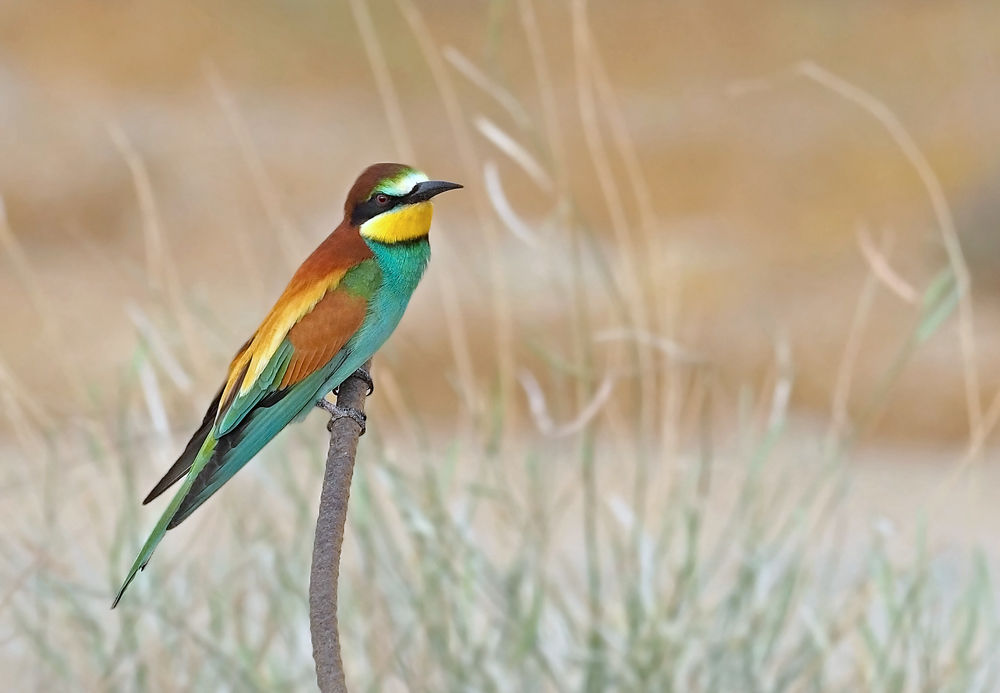 European bee eater