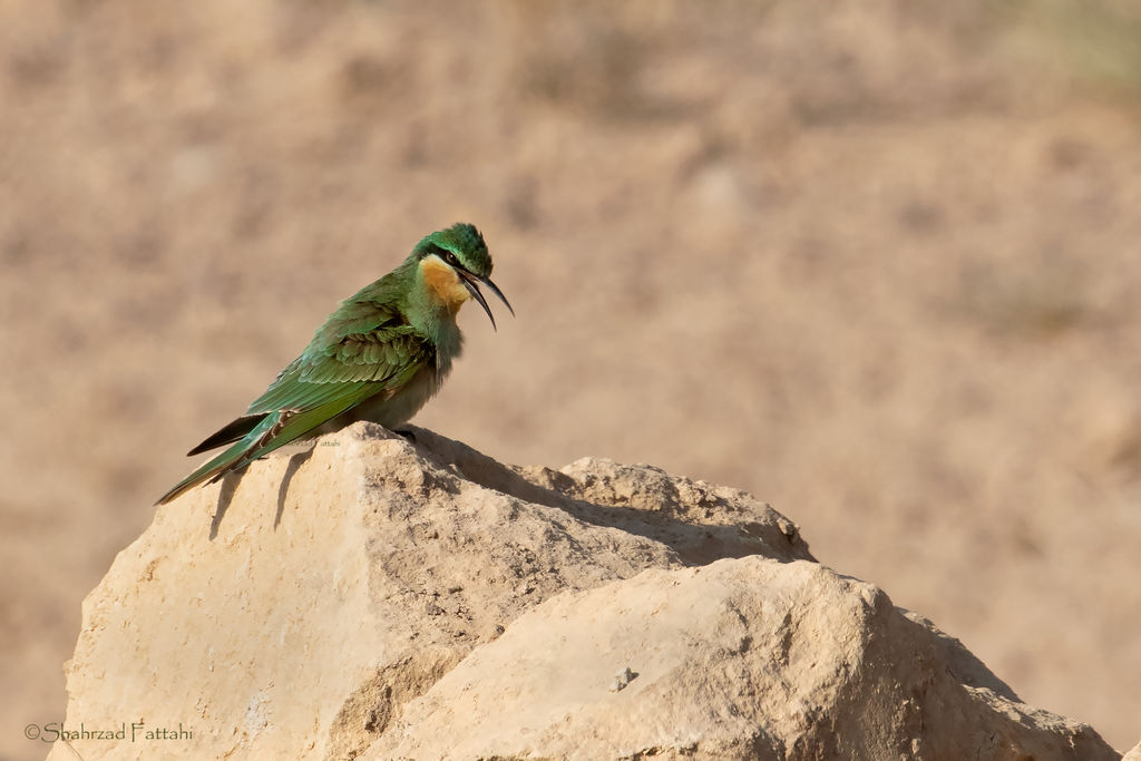 European Bee-eater