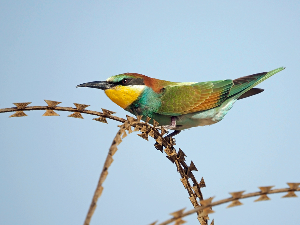 European bee-eater