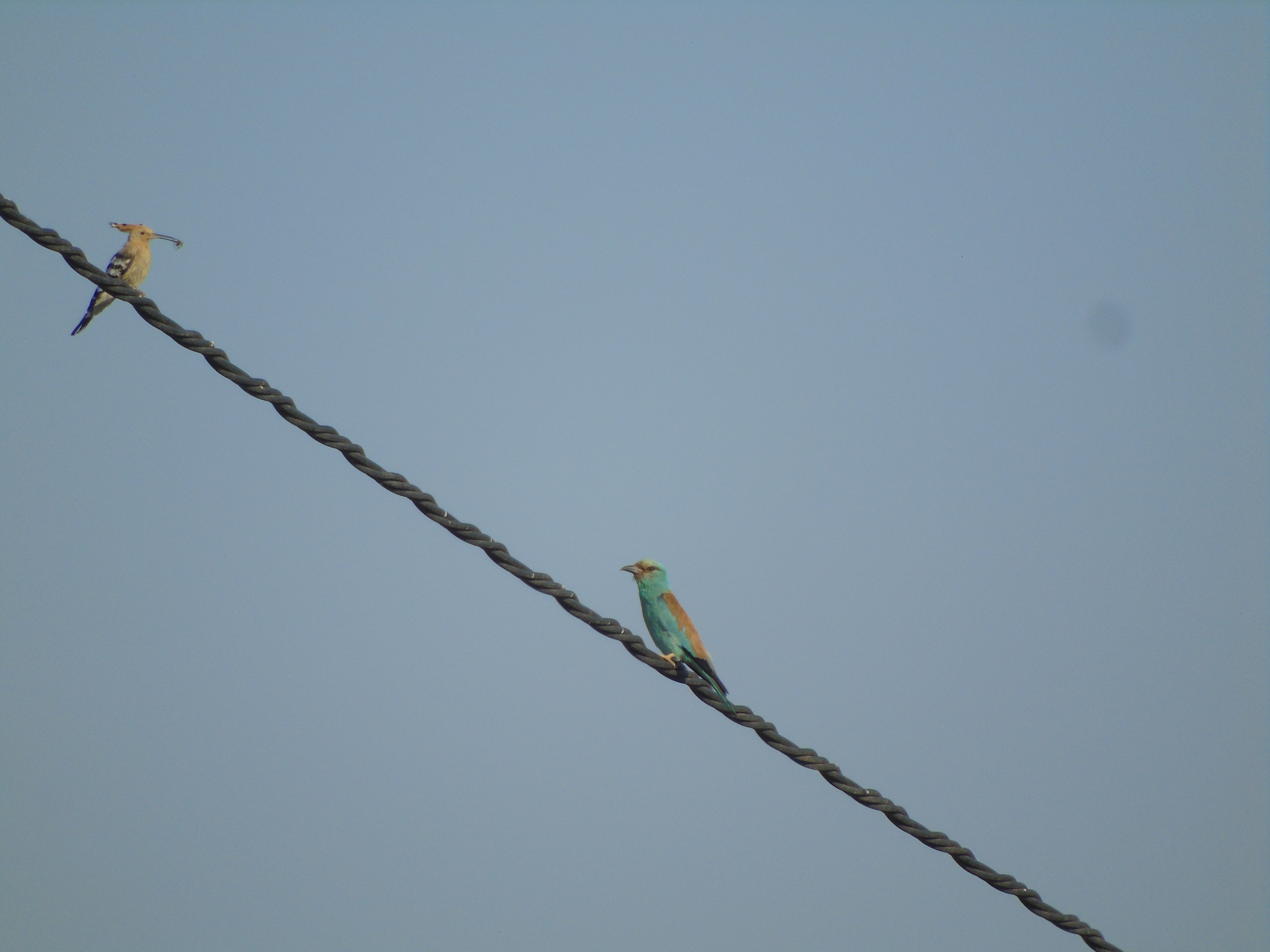 European coracias with hoopoe