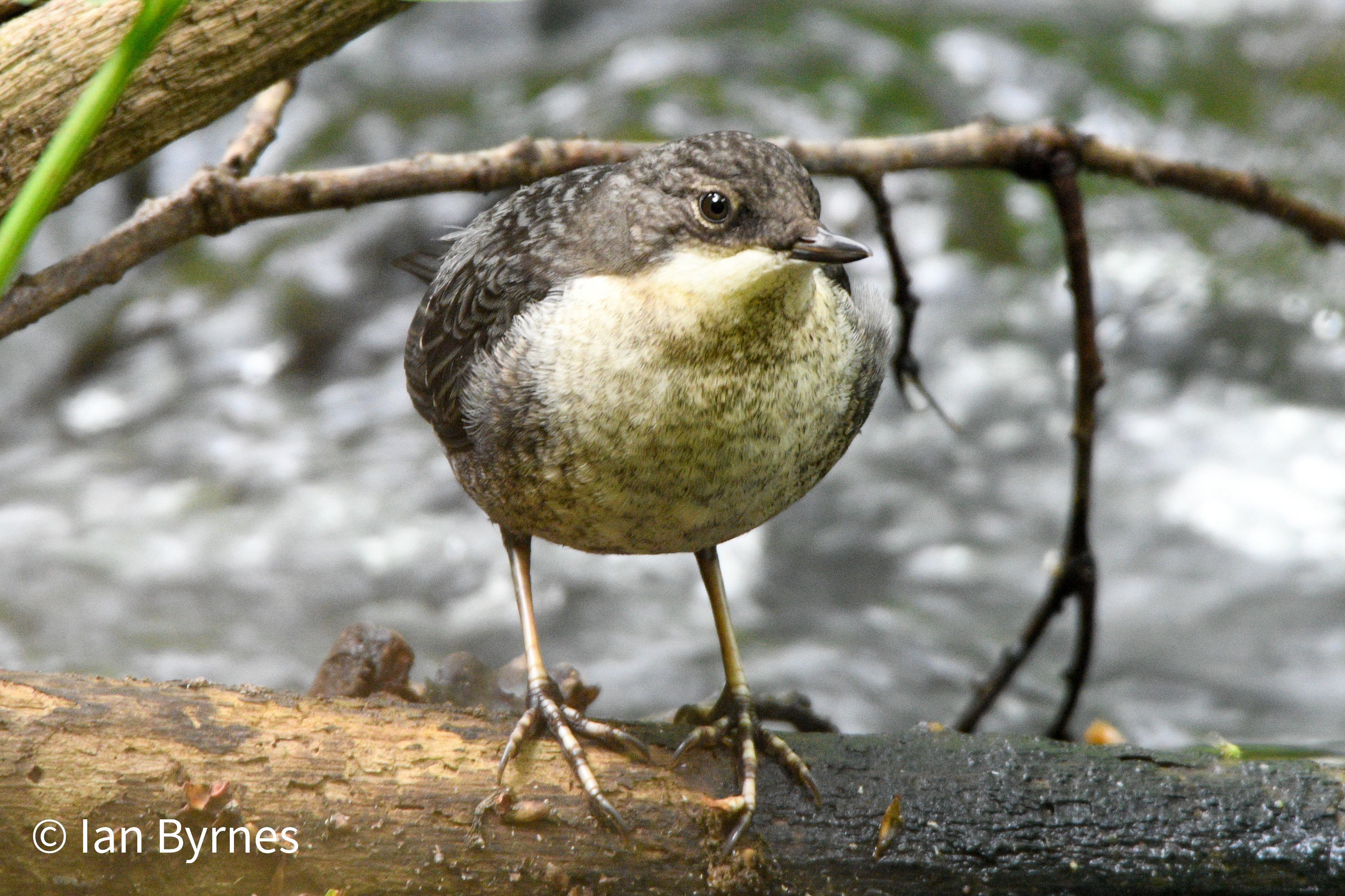 European Dipper (Cinclus cinclus )