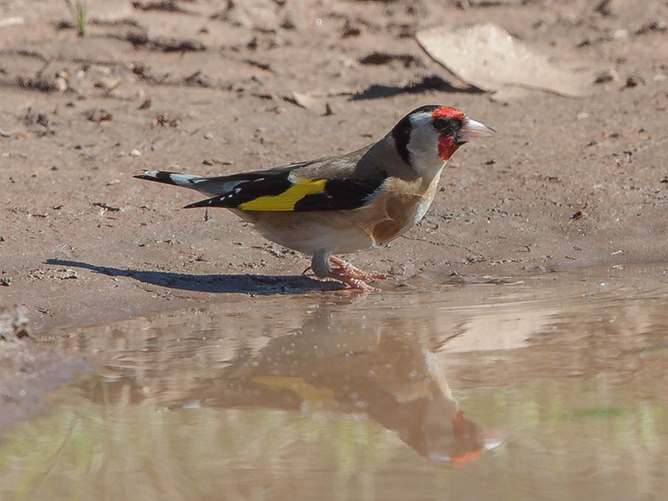 European Goldfinch in Australia