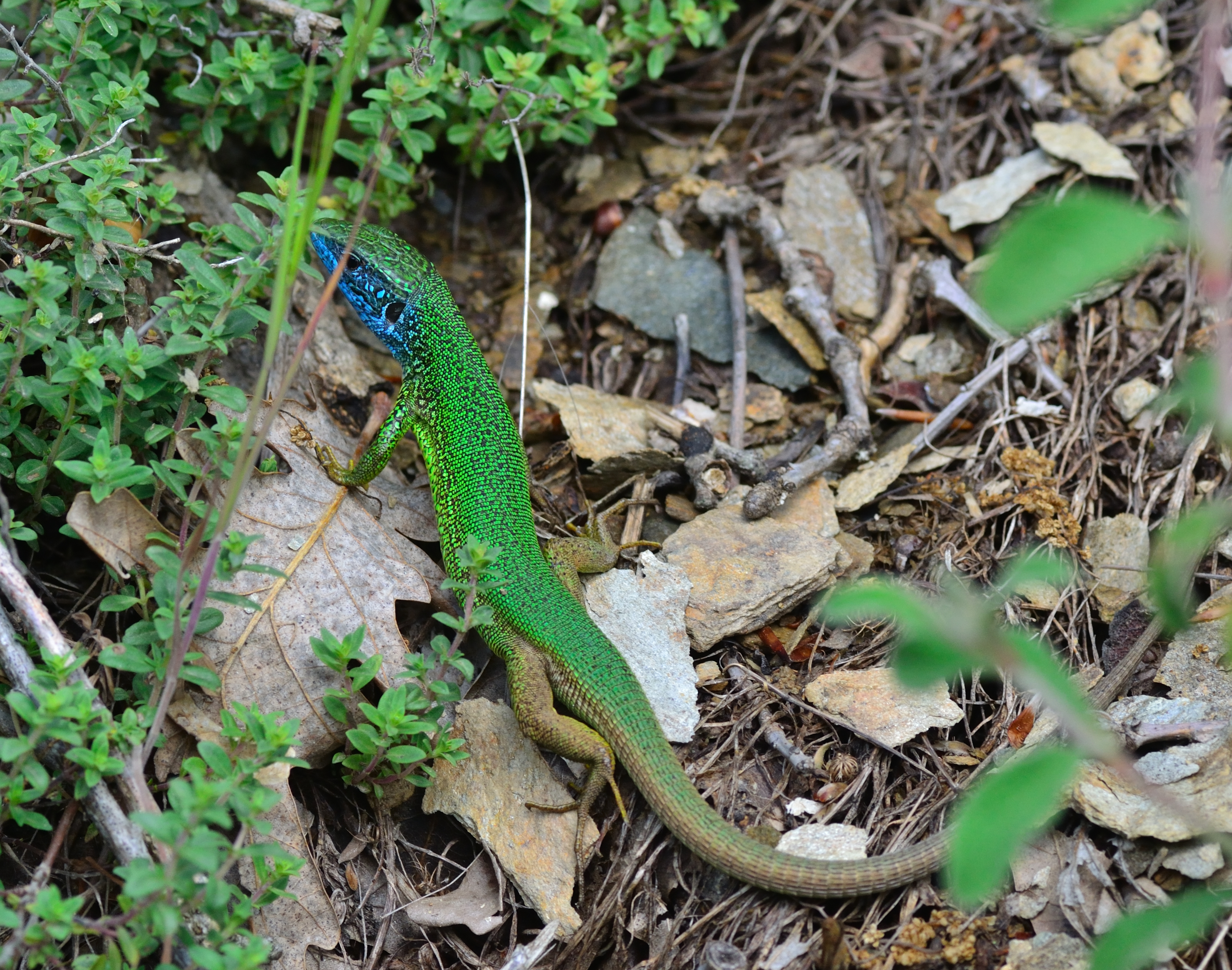 European green lizard