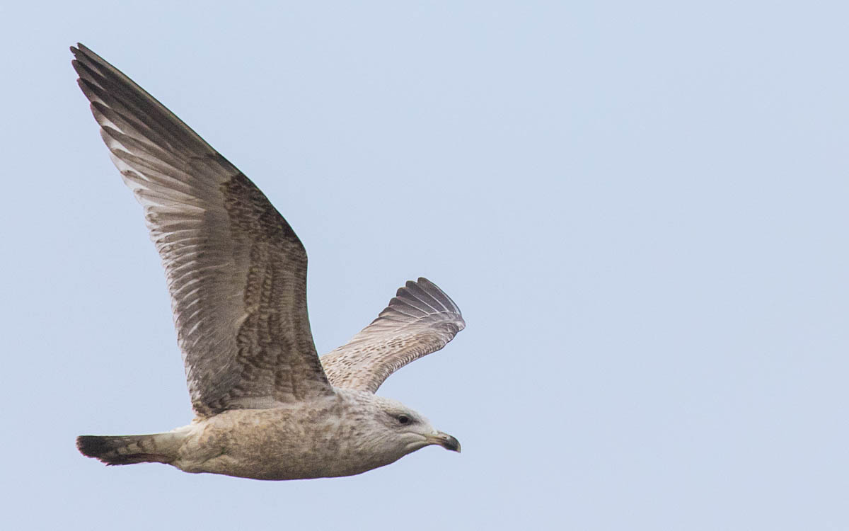 European Herring Gull