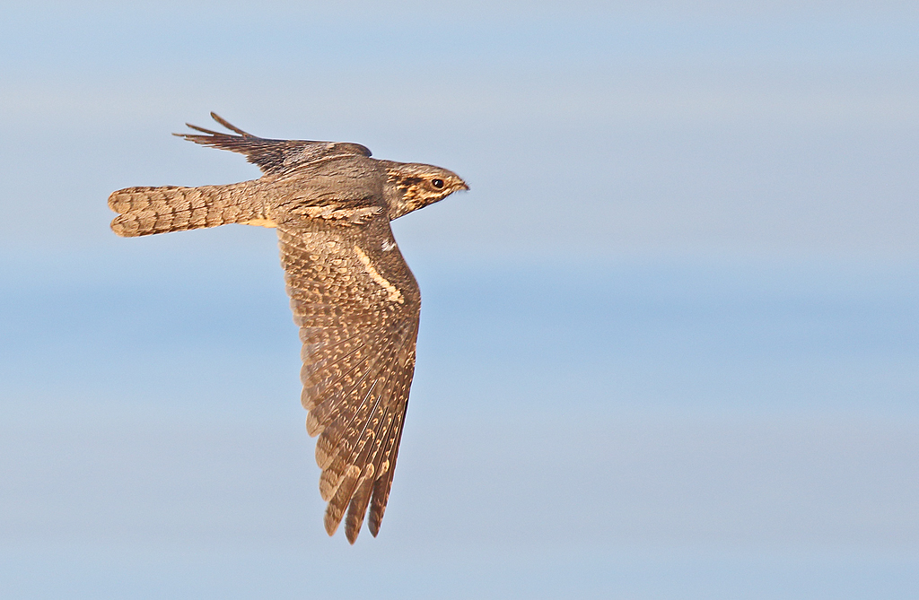 European Nightjar