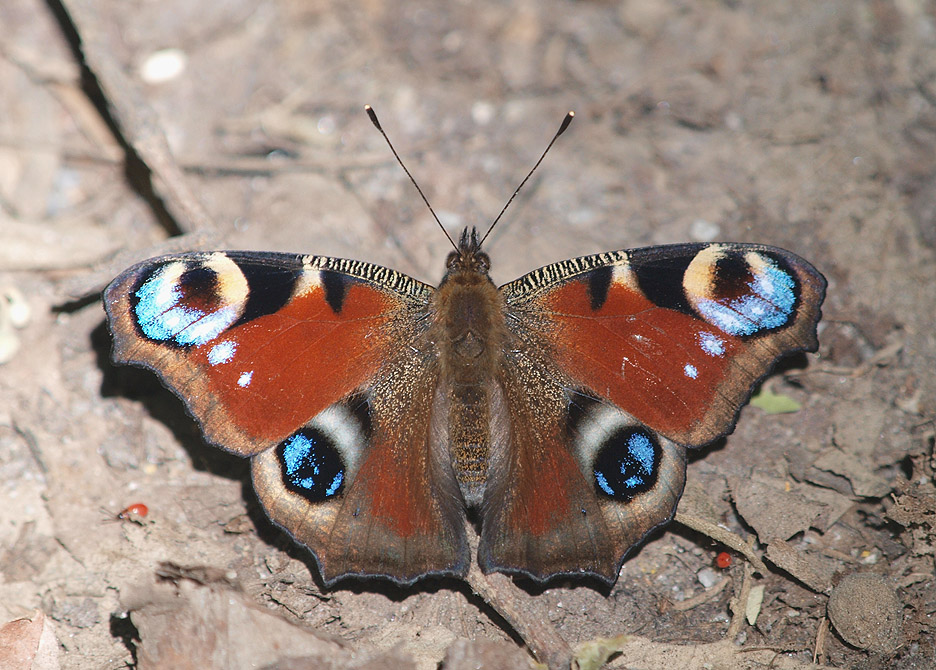 European Peacock