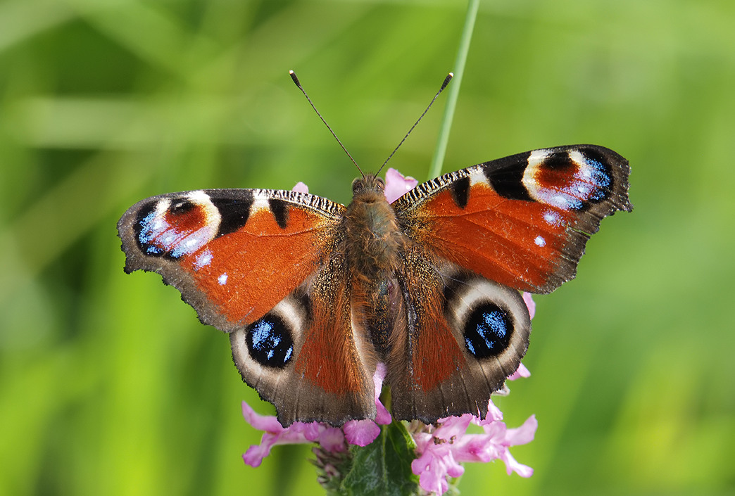 European Peacock