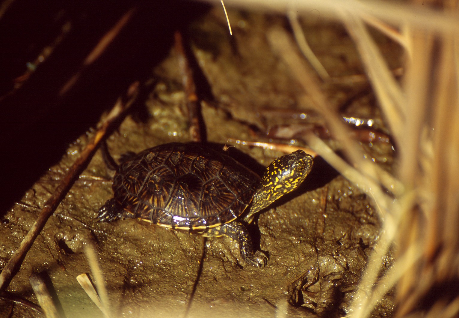 European pond turtle
