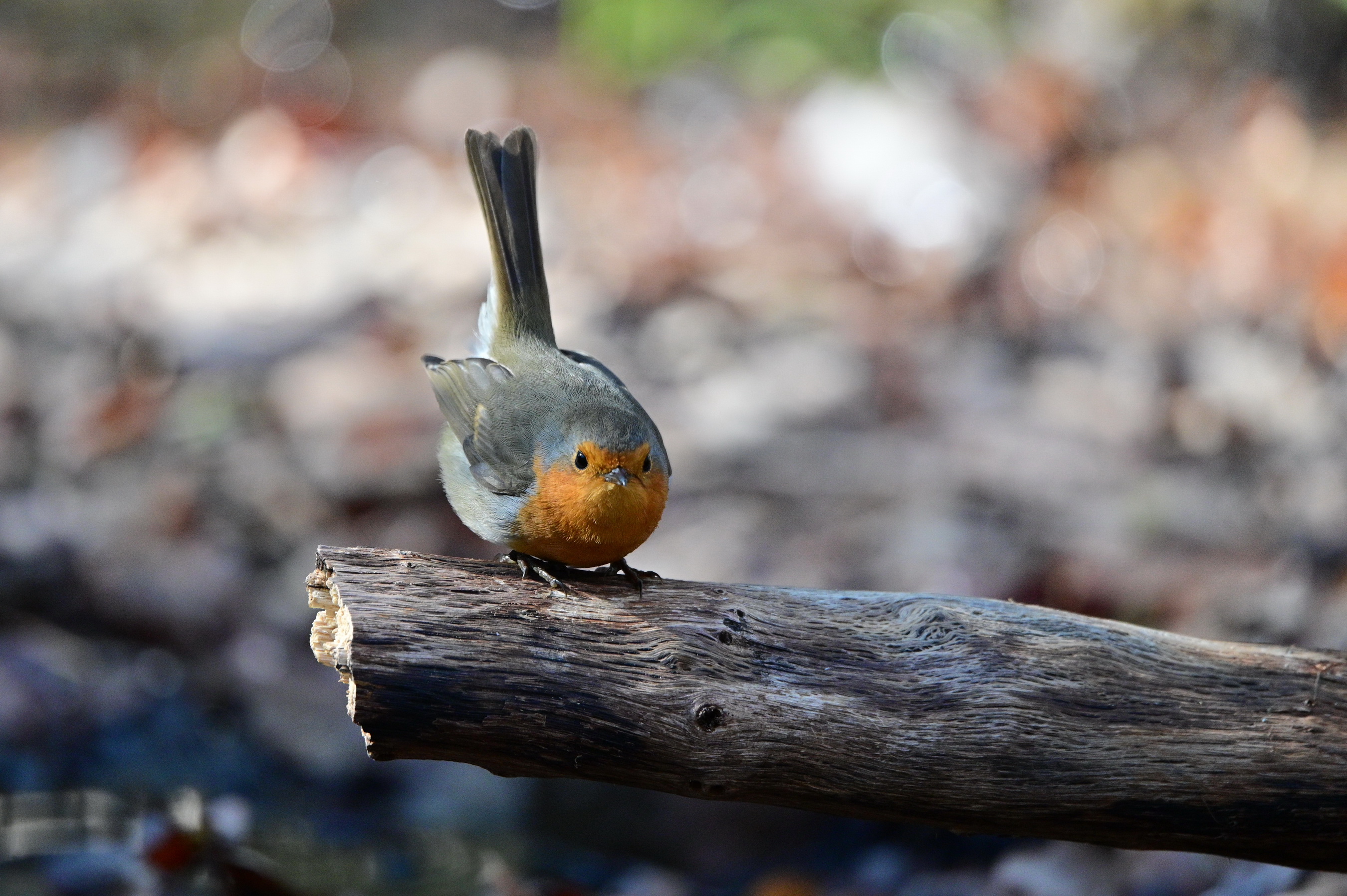 European Robin