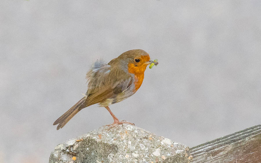 European Robin