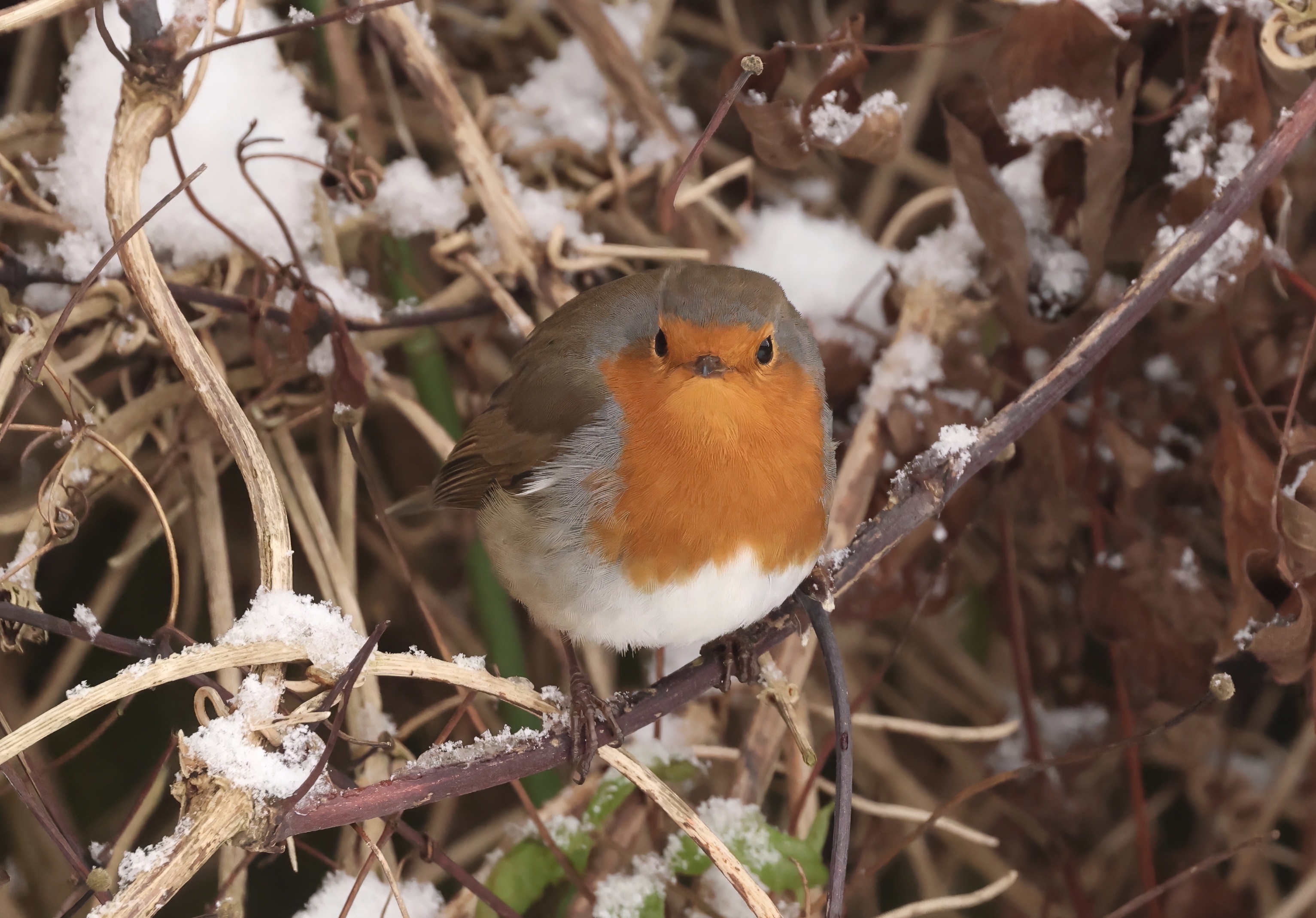 European Robin