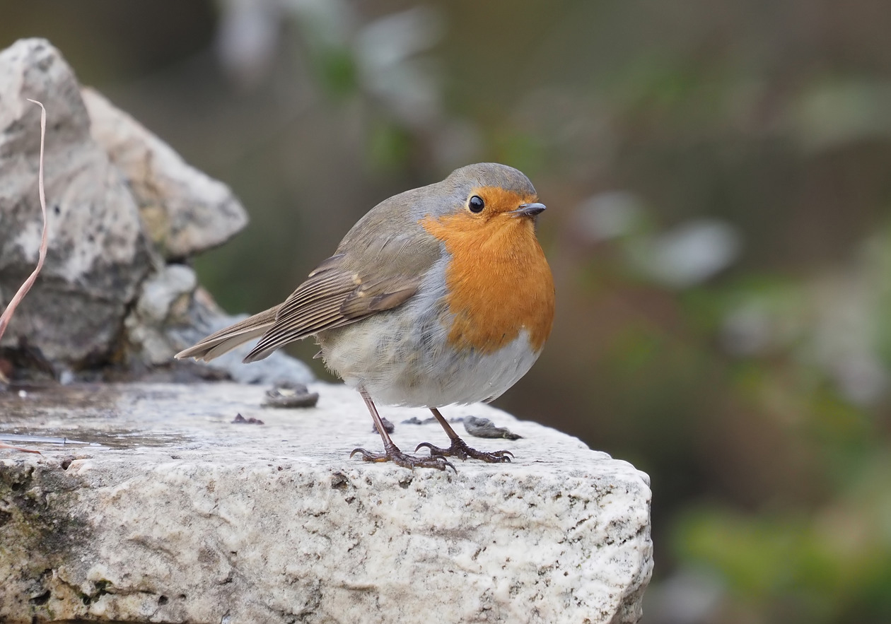 European Robin