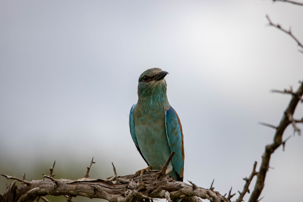 European roller