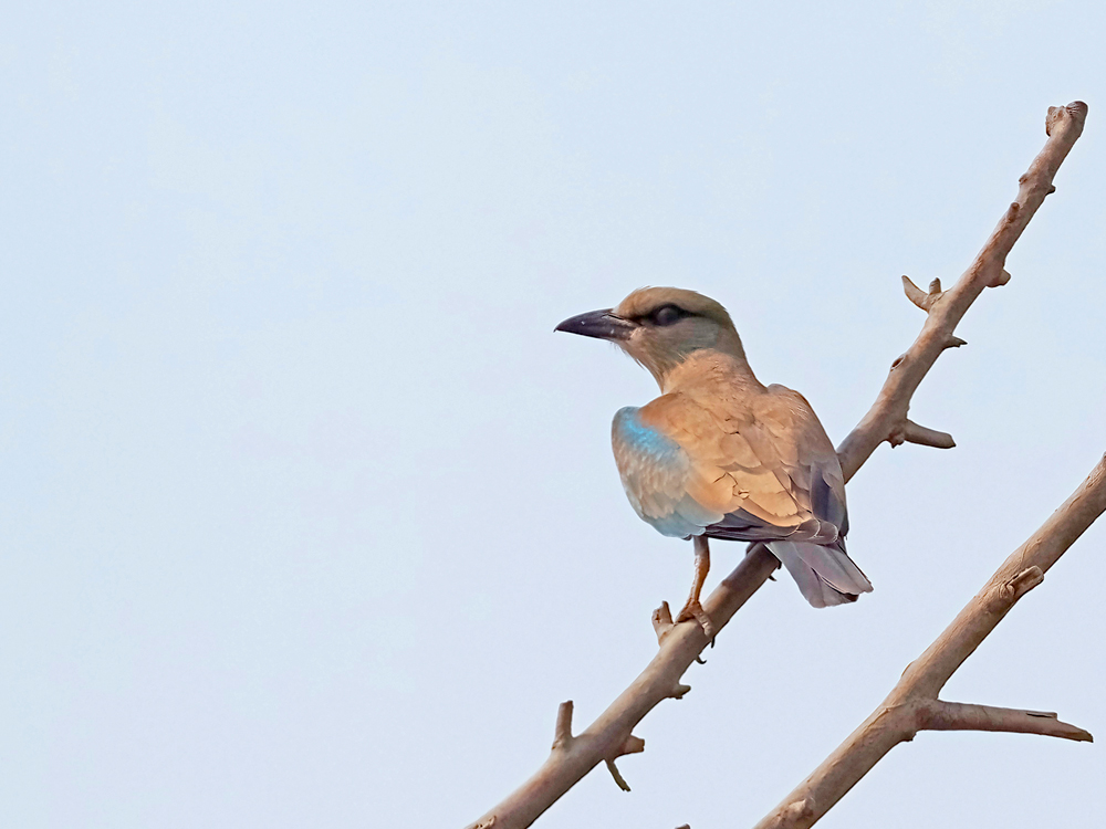 European Roller