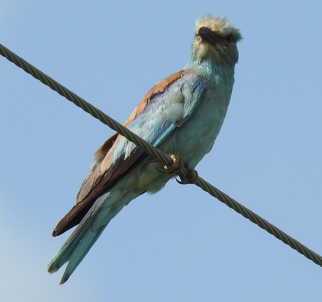 European Roller