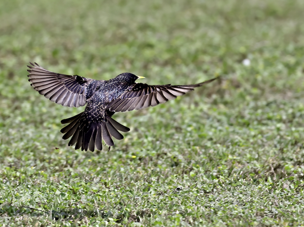 European Starling.jpg