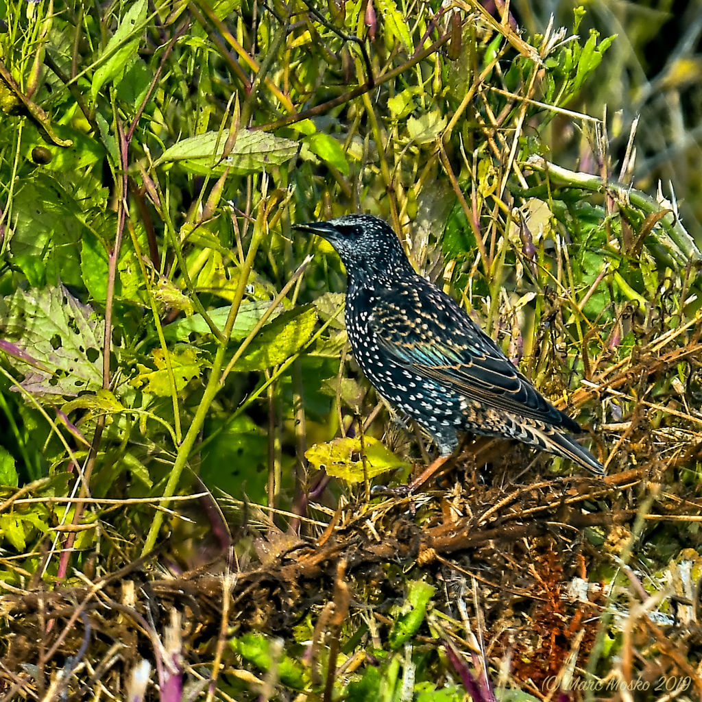 European Starling