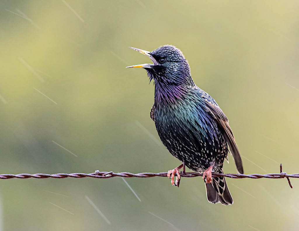 European Starling