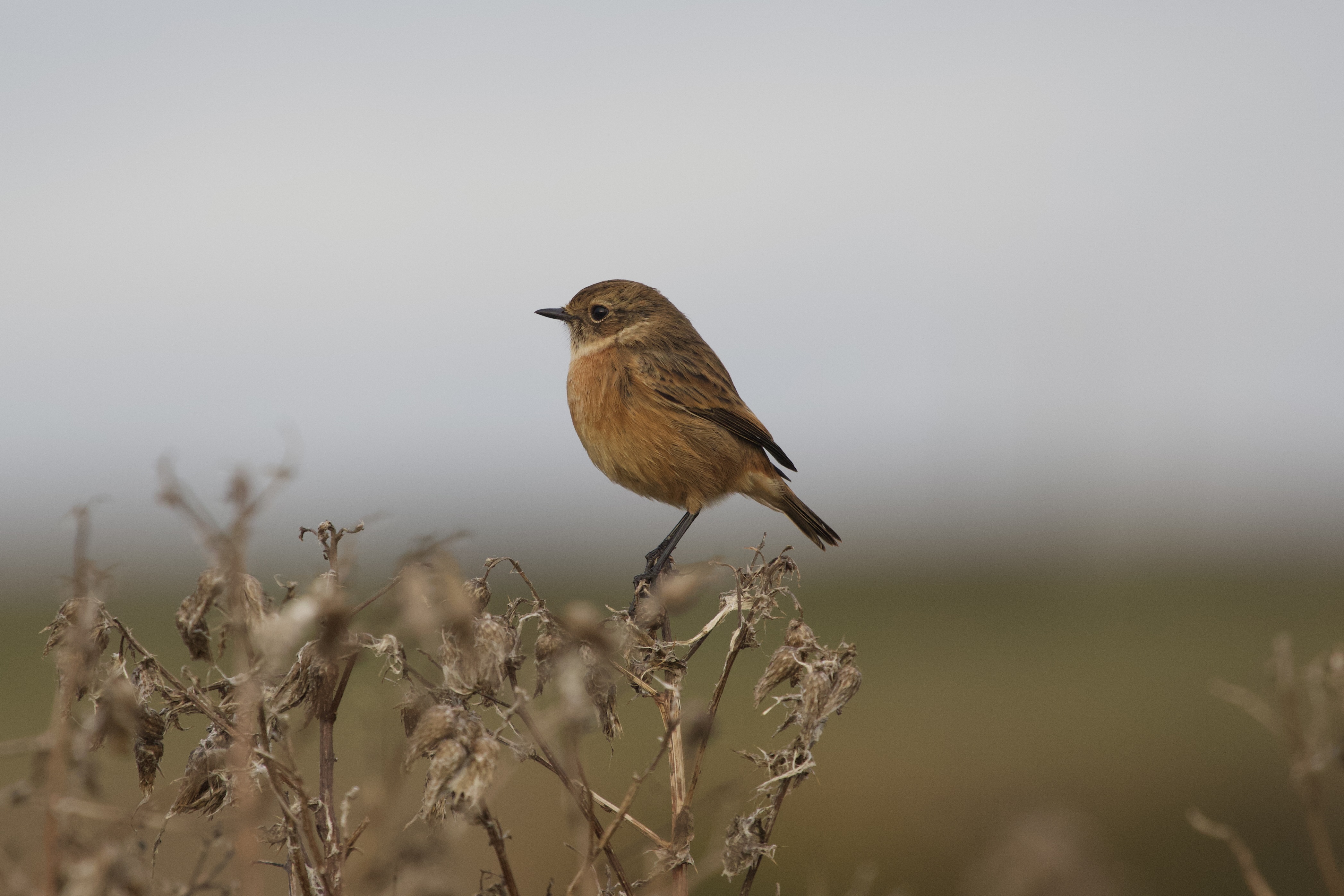 European Stonechat