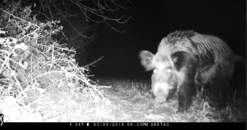 European wild boar sus scrofa