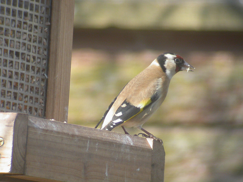 EuropeanGoldfinch