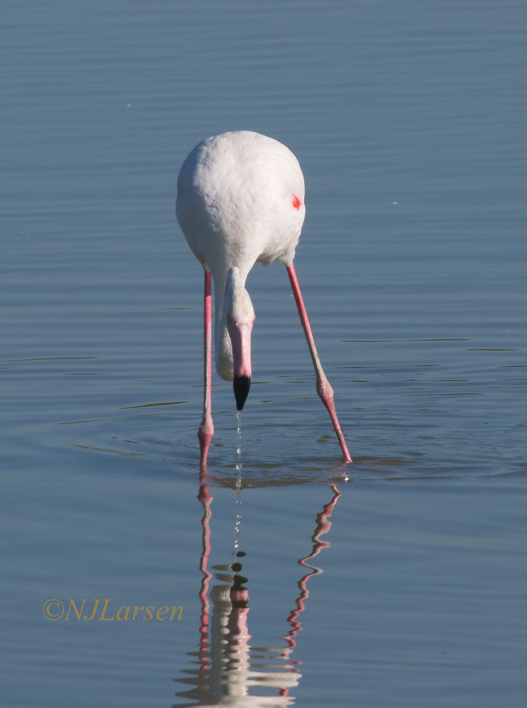 Even a flamingo needs to come up for air sometimes