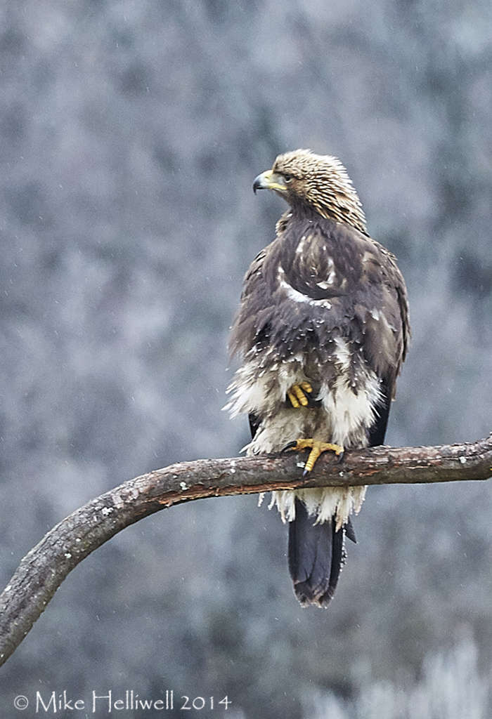 Even Golden Eagles have a bad hair day!