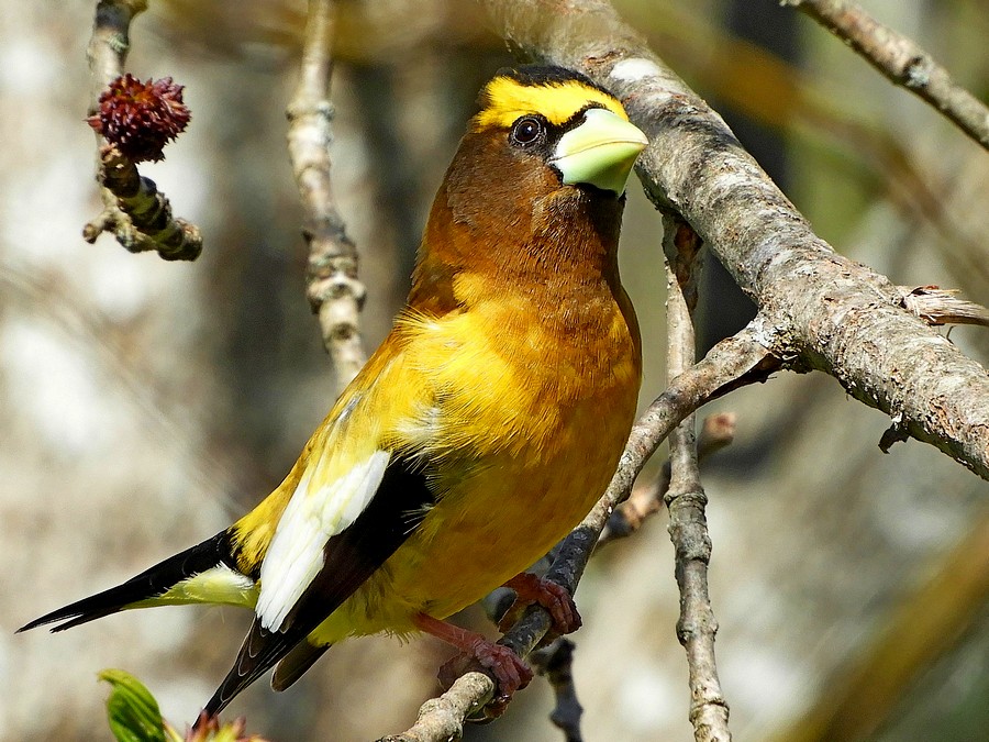 Evening Grosbeak male