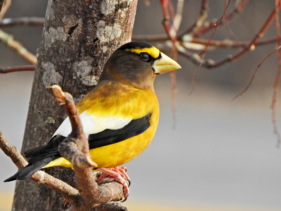 Evening Grosbeak Male