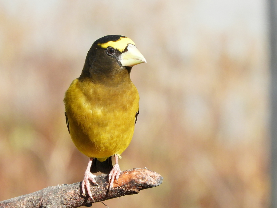 Evening Grosbeak Male