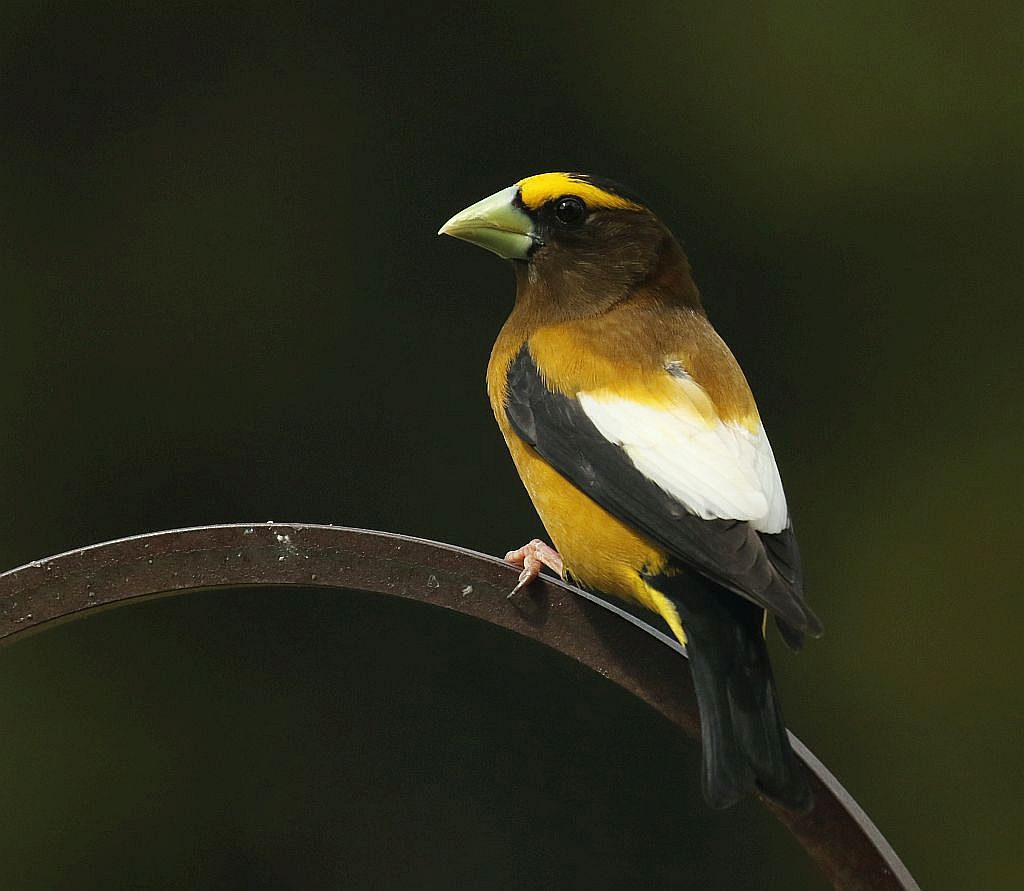 Evening Grosbeak