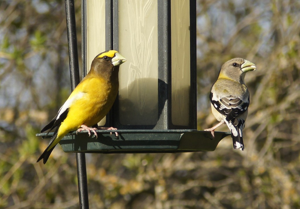 Evening Grosbeaks