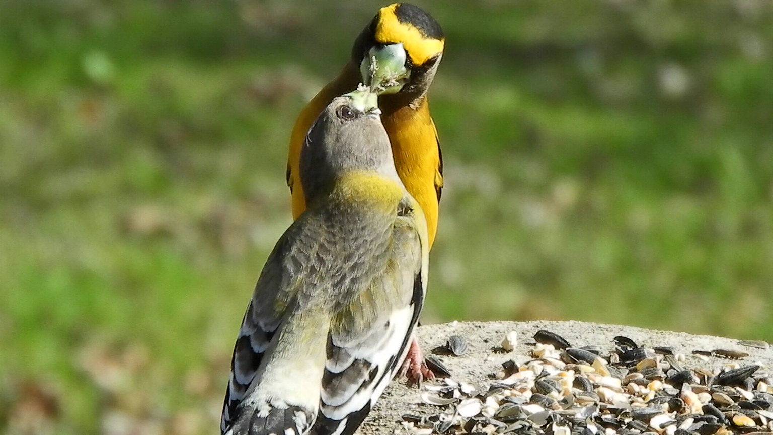 Evening Grosbeaks