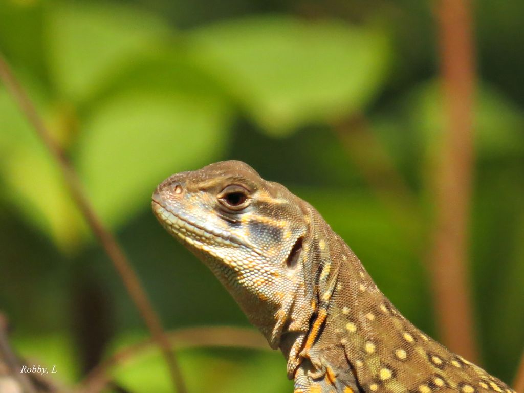 Eyed Butterfly Lizard