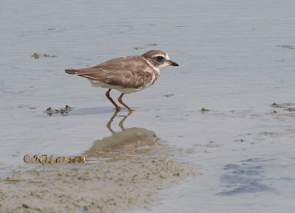 Faded Semipalmated Plover