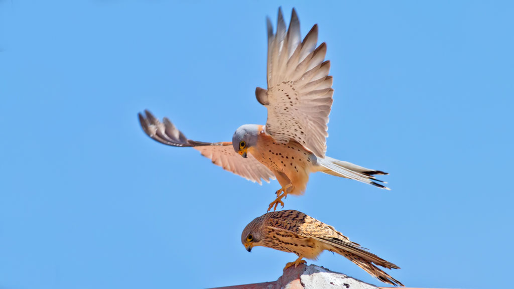 Falco naumanni  Lesser kestrel