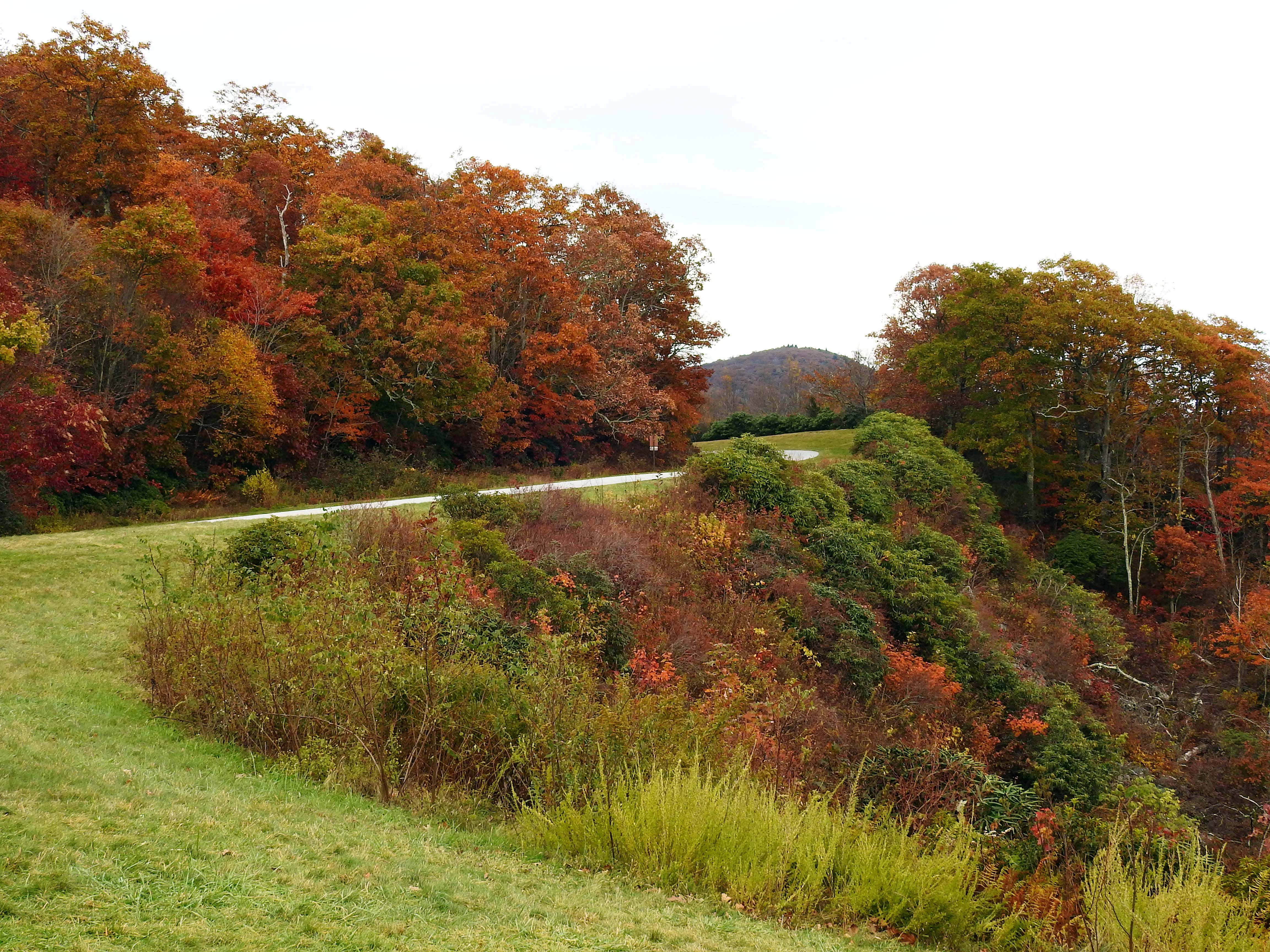 Fall on the Blue Ridge Parkway, Pisgah Forest..jpg