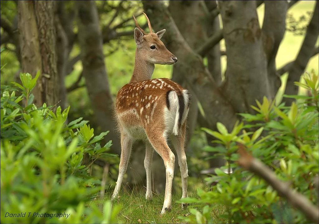 Fallow Deer