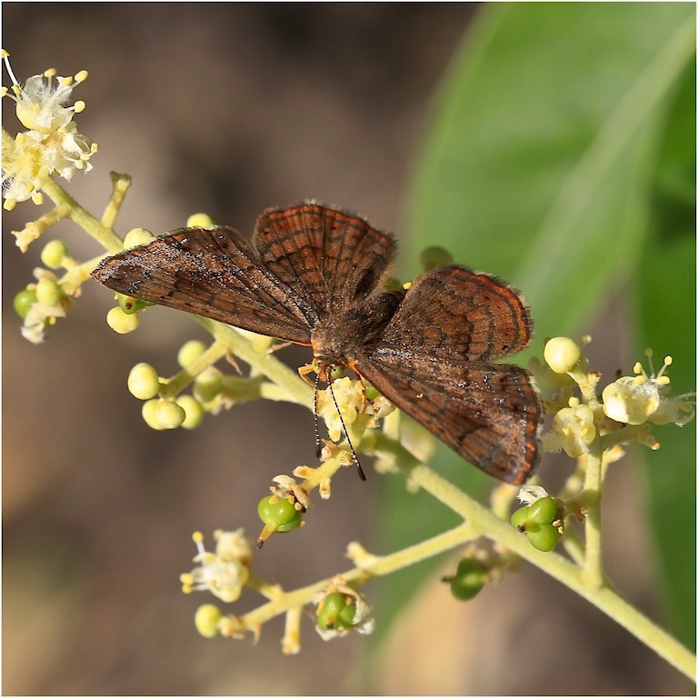 Fatal Metalmark