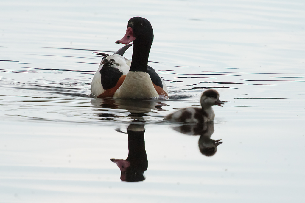 Father and child out taking the air!