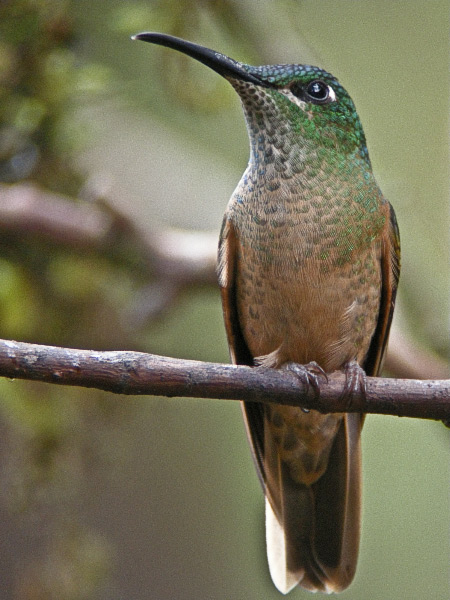 Fawn-breasted Brilliant