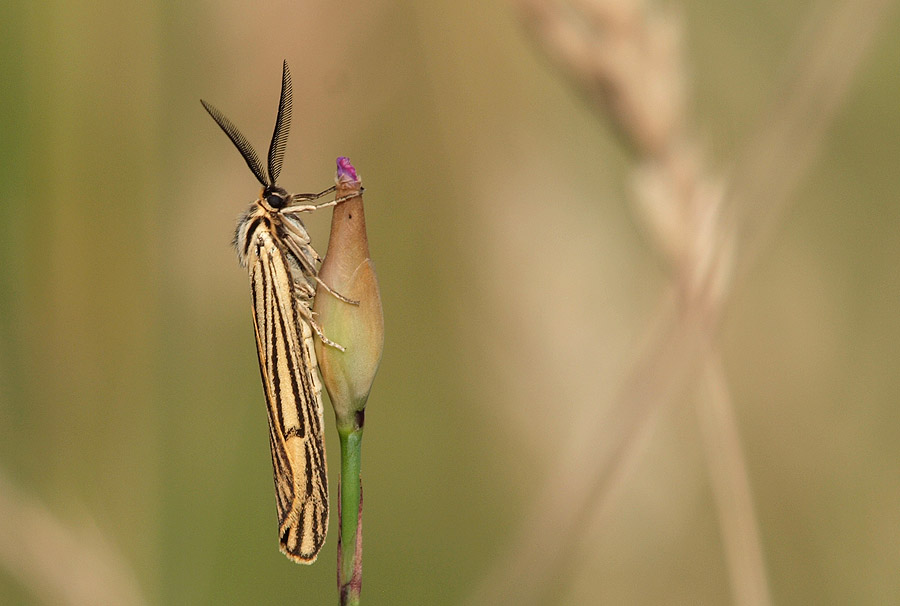 Feathered Footman moth