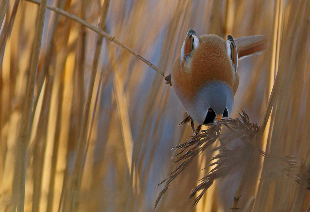 Featherweight,but enough to bend a straw for composition./Bearded reedling