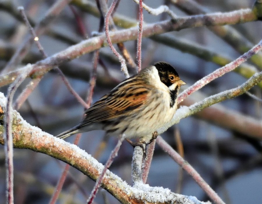 February at the Feeders