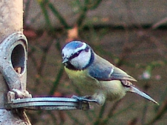 Feed time