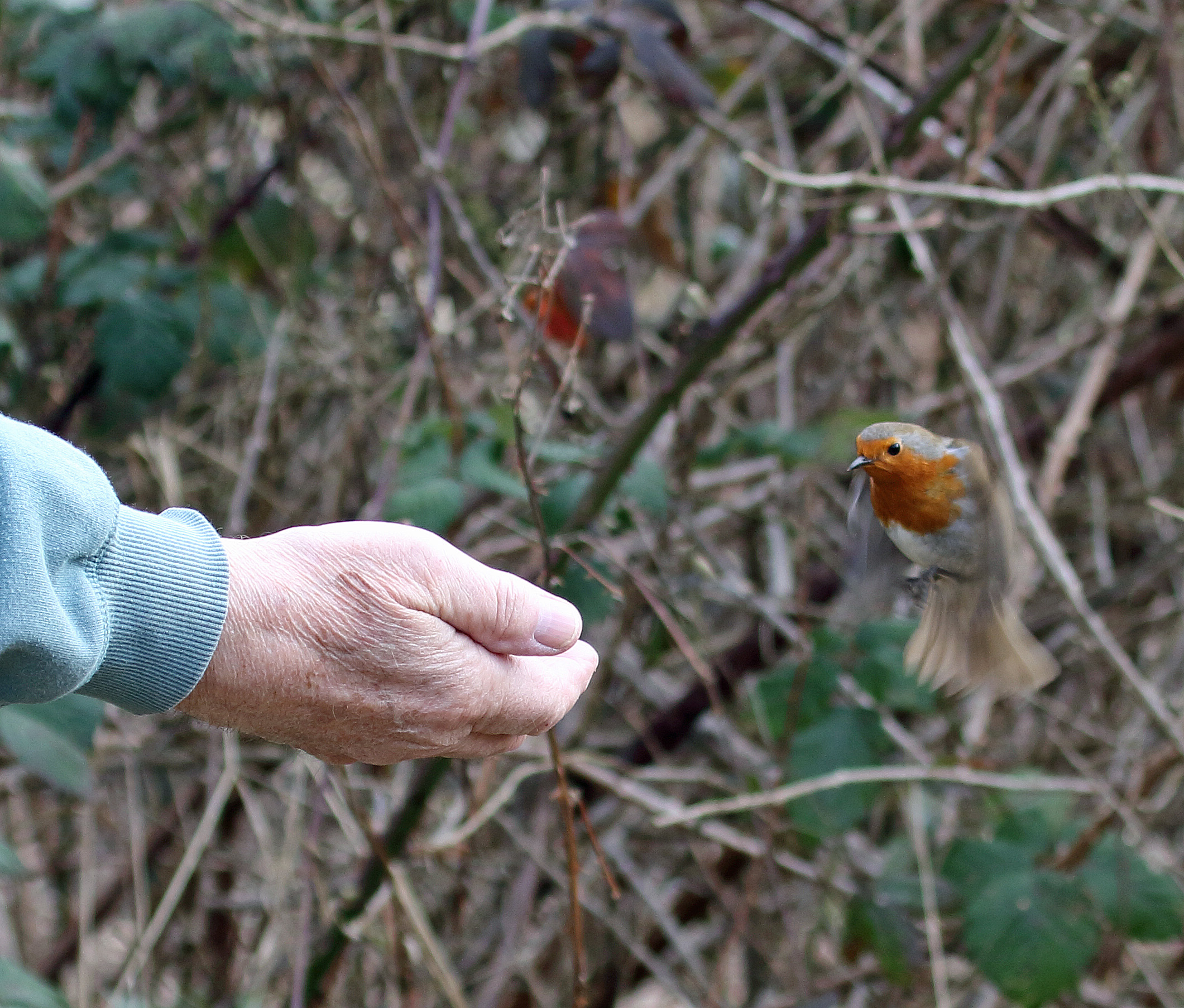 feeding robin
