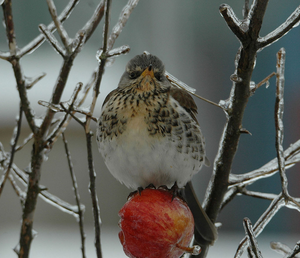 Feildfare